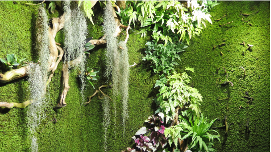苔藓植物墙分类