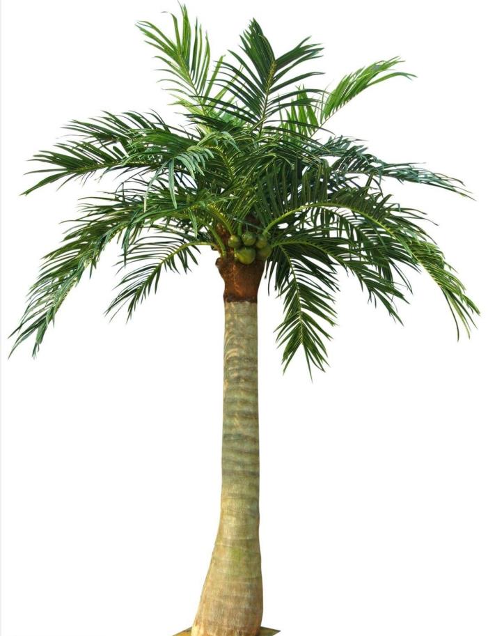 仿真椰子树仿真大树