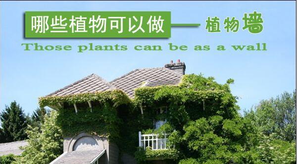 哪些植物适合做植物墙