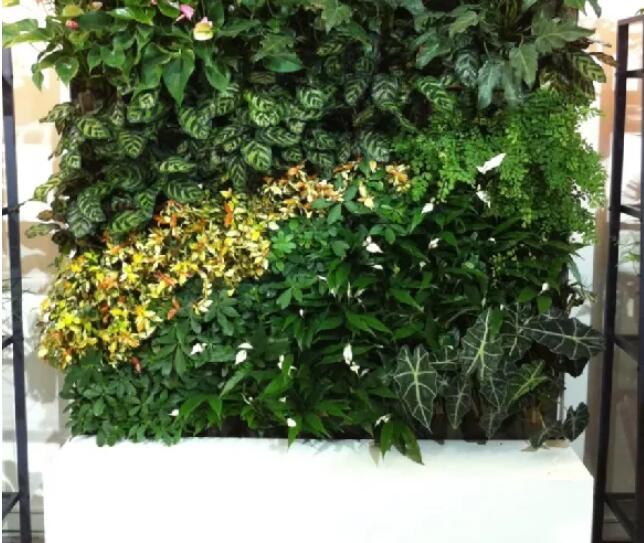 冬季室外植物墙怎么养护