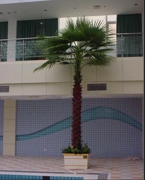 仿真棕榈树