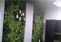 仿真植物墙和生态植物墙对比